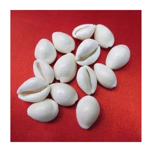 Natural Original White Kawdi for Laxmi Pooja in India, UK, USA, All Country
