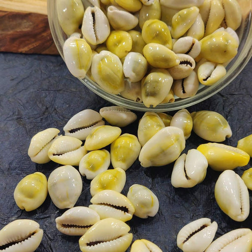 Natural Original Yellow Kawdi for Laxmi Pooja in India, UK, USA, All Country